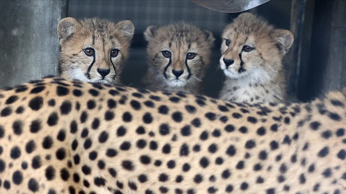 Cheetah cubs (photo: Getty Images)