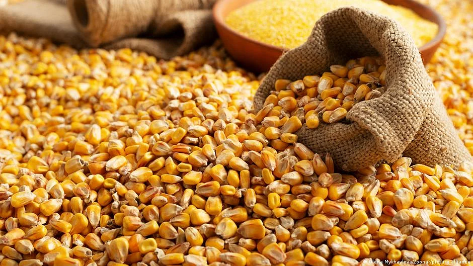 Pulses in gunny sacks (photo: DW)