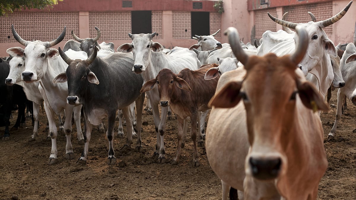 Cows (photo: Getty Images)