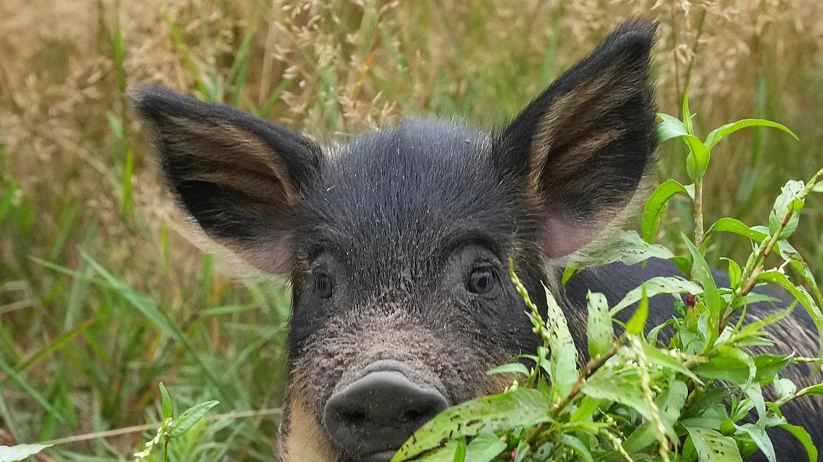 'Mysterious' deaths of pigs reported in Arunachal district