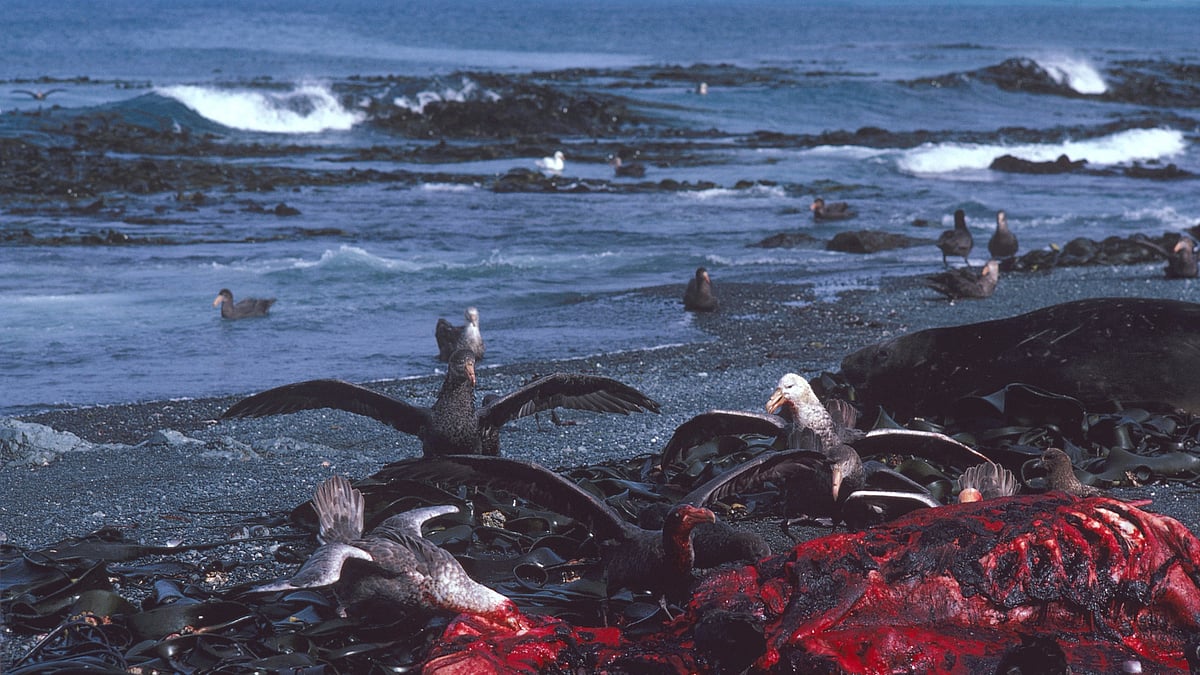 Macquarie Island, Tasmania, Australia (photo: Getty Images)