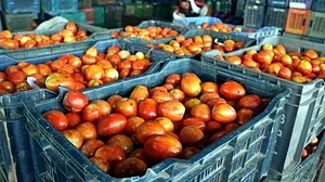 Tomato prices reach Rs 200/kg in TN