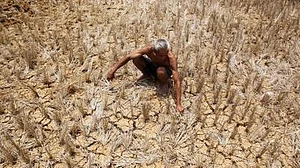 WMO declares onset of El Nino, warns surge in global temperatures