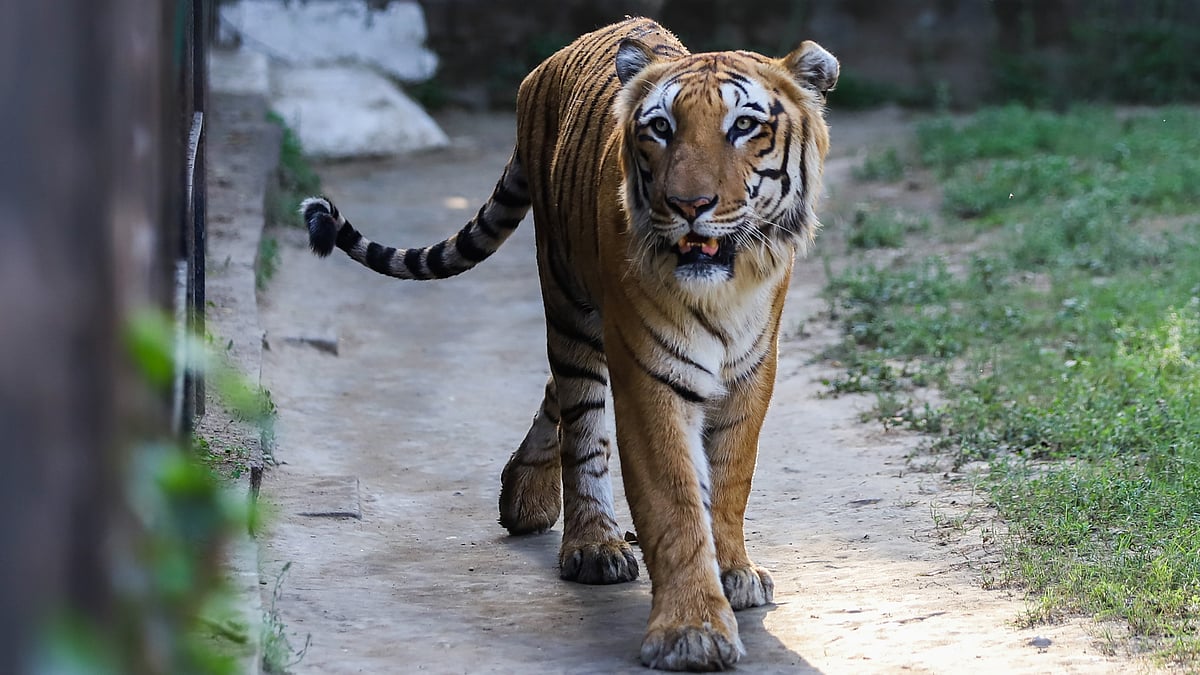 Global Tiger Day: India's 'Project Tiger' marks 50 years of conservation efforts