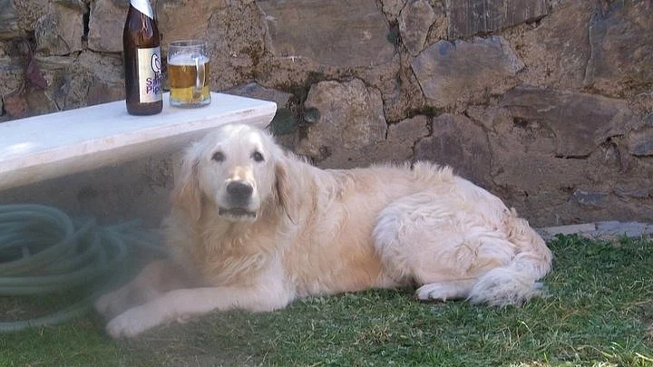 Brutus, December 1998–June 2010 (photo by Siddharth Shukla, courtesy Avay Shukla)