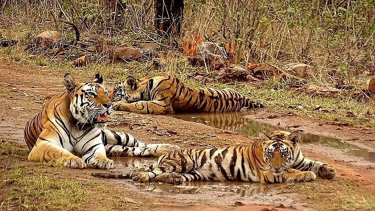 Representative image of tigers (photo: Getty Images)