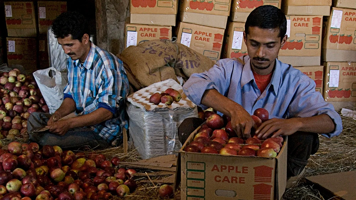 Men filling up the carton boxes with apples, Shimla, Himachal Pradesh, India. (Photo: Getty Images)