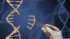 GM food: EU rethinks rules on genetically modified crops