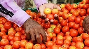 Vehicle transporting tomatoes to market robbed in Bengaluru