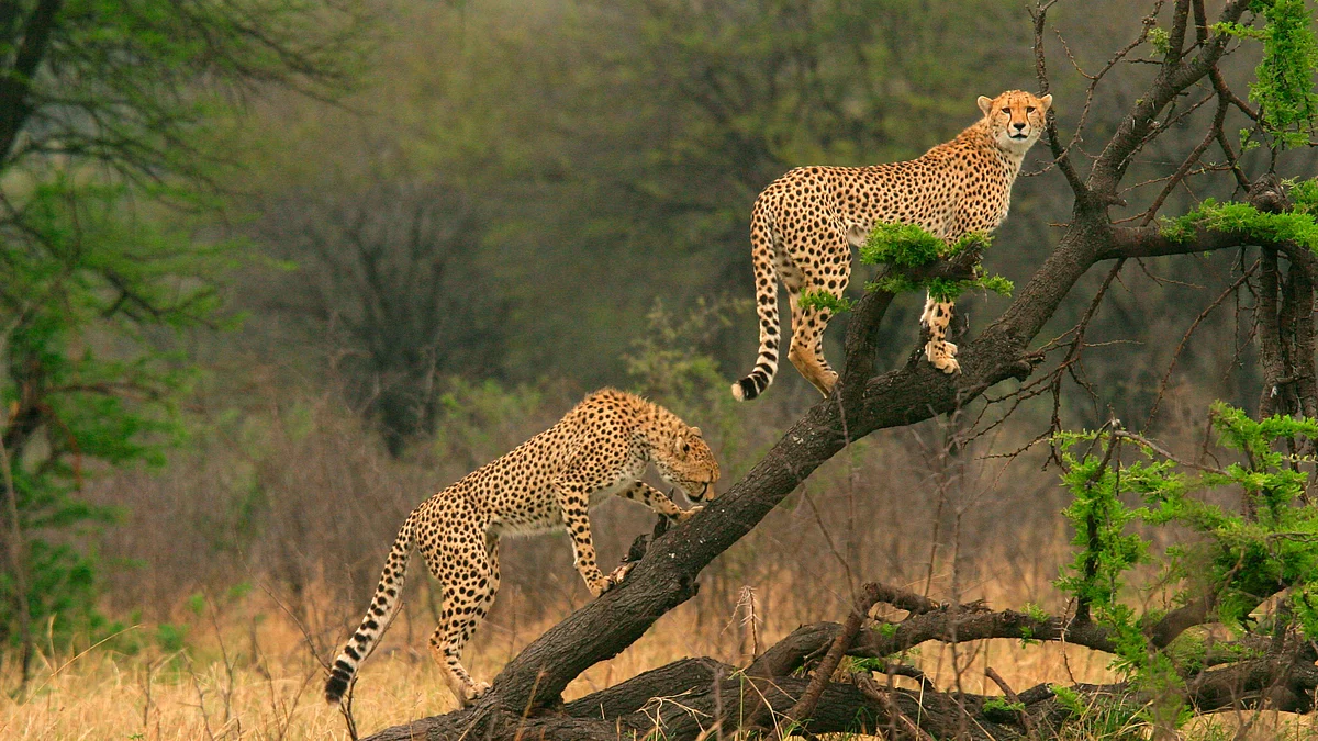 Inexperience in handling cheetahs major concern for Project Cheetah at Kuno: Experts