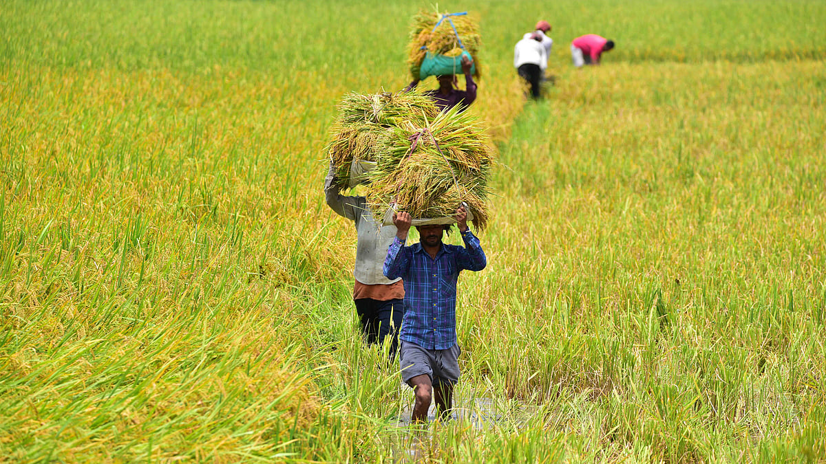 Paddy cultivation begins in Manipur's black rice growing areas under tight security 