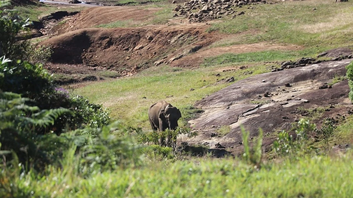 Wild 'Makhna' elephant (Photo: IANS)