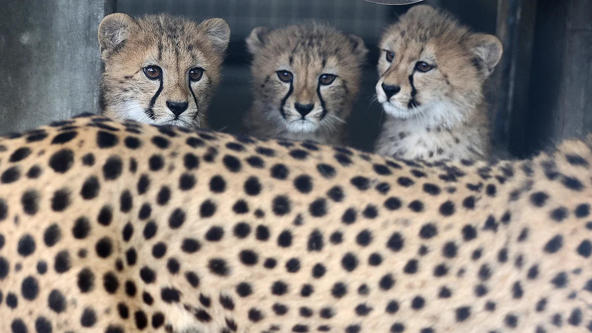 Representative image of cheetahs (Photo: IANS)