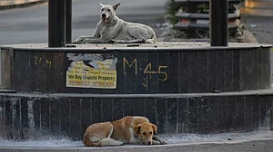 Stray dogs in Delhi (photo: Getty Images)