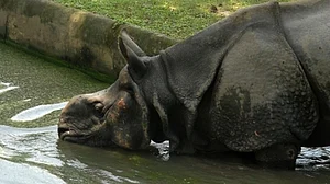 Rhino carcass in Manas National Park: Authorities say infighting caused death