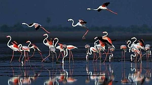 UN report reveals migratory wildlife in shocking decline