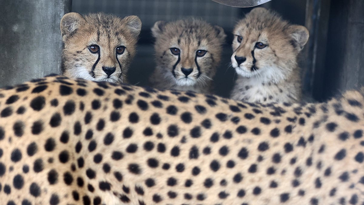 Leopard mom, 2 cubs electrocuted in Maha’s Gondia, 4 poachers arrested