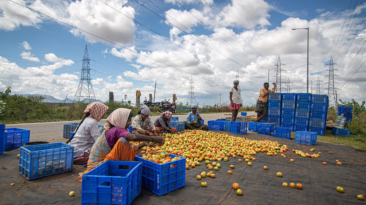 File photo of women sorting tomatoes in Vollur village, Karnataka (photo by Abhishek Chinnappa/Getty Images)