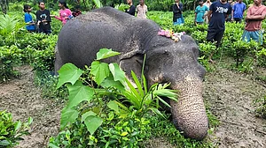 Assam: Elephant dies due to electrocution