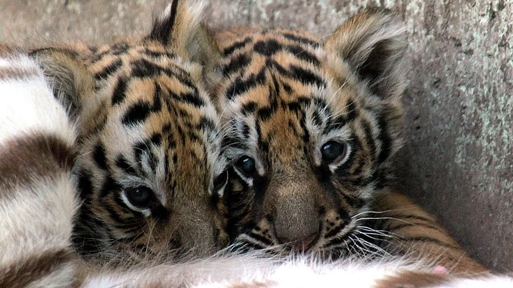 Tiger cubs [Representational Image]