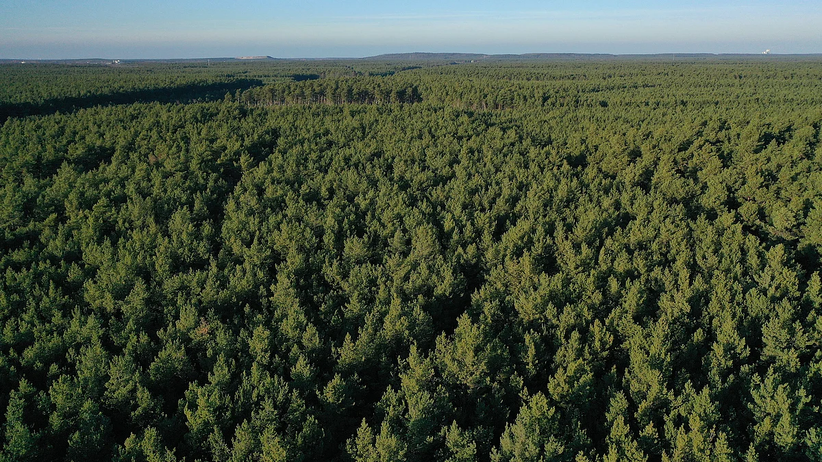 Representative image of a forest (Photo: Getty Images)