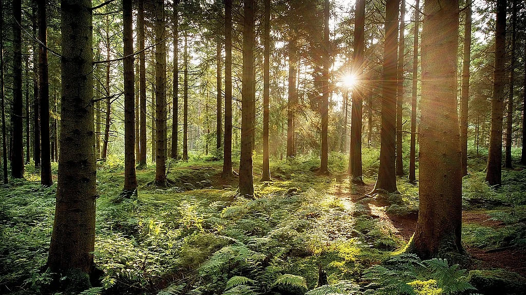 Carbon credits, also known as carbon offsets, are permits that allow the owner to emit a certain amount of carbon dioxide or other greenhouse gases. (photo: Getty Images)