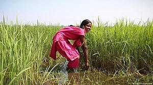Rice market in turmoil as India curtails exports
