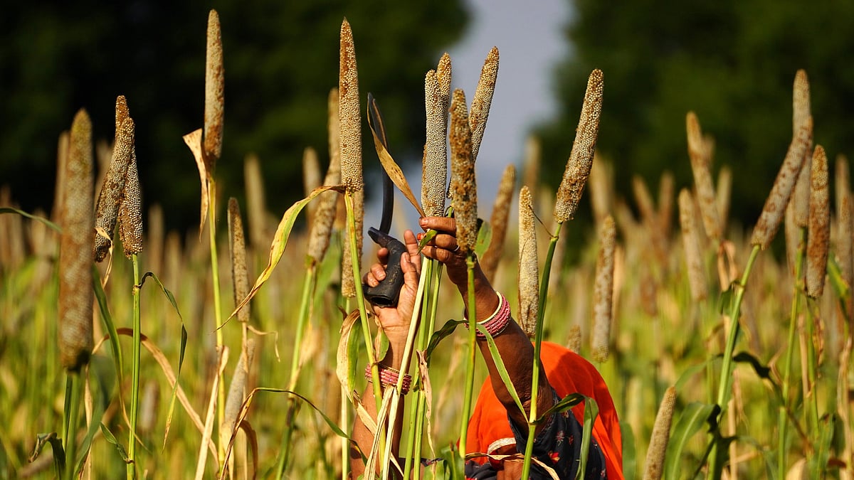 
Millets are seen as a dietary staple across India. The UN declared 2023 the International Year of Millets
 (Photo: Getty Images)