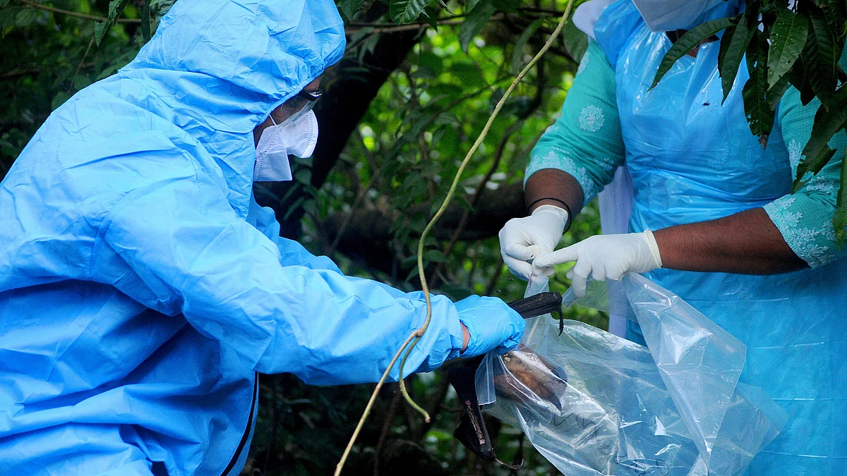 Officials deposit a bat into a Plastic bag after catching it. The Nipah virus is carried mainly by fruit-eating bats. (Photo: C. K Thanseer/DeFodi images via Getty Images)