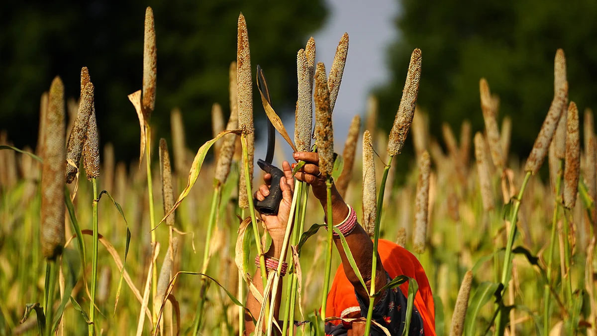 Indian farmer harvests millet in a field (Photo: Getty Images)