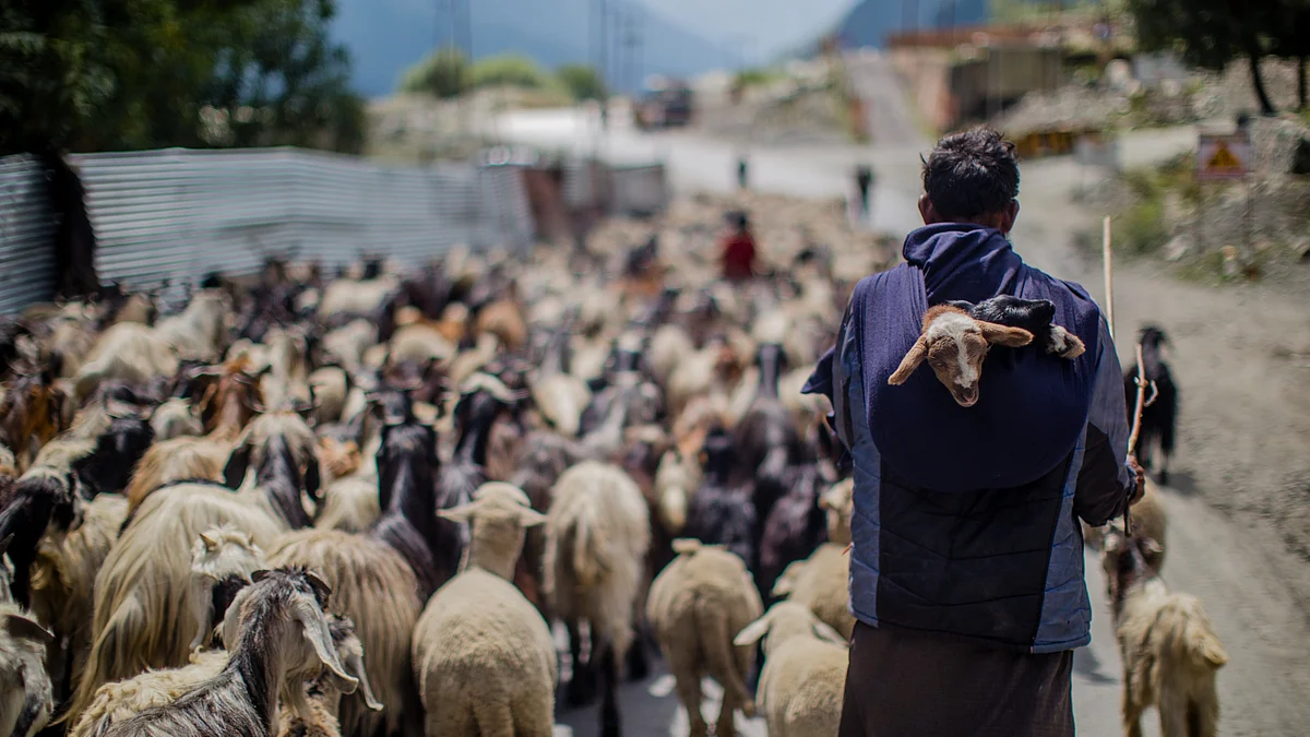 Kashmiri nomads walk with their cattle while heading back to the warmer plains ahead of the winter (Photo: Getty Images)