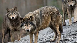 9-year-old among two injured in wolf attack in UP's Bahraich