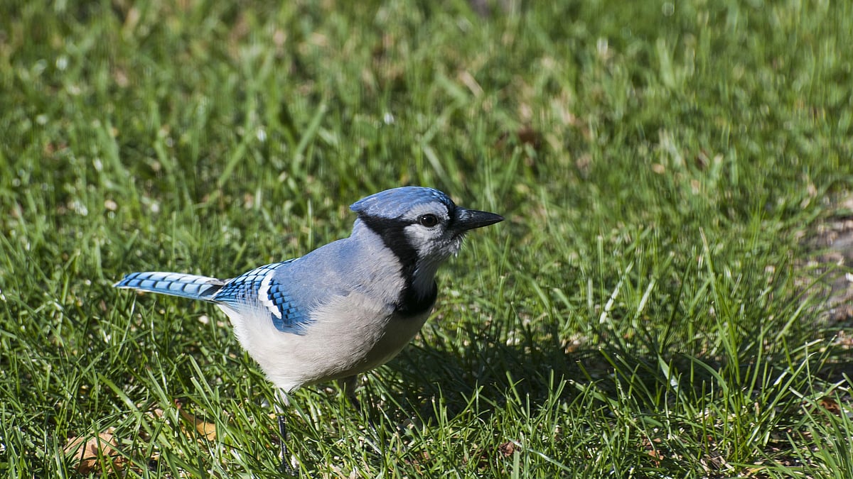 Birds that can mimic sounds are also great problem solvers, study finds