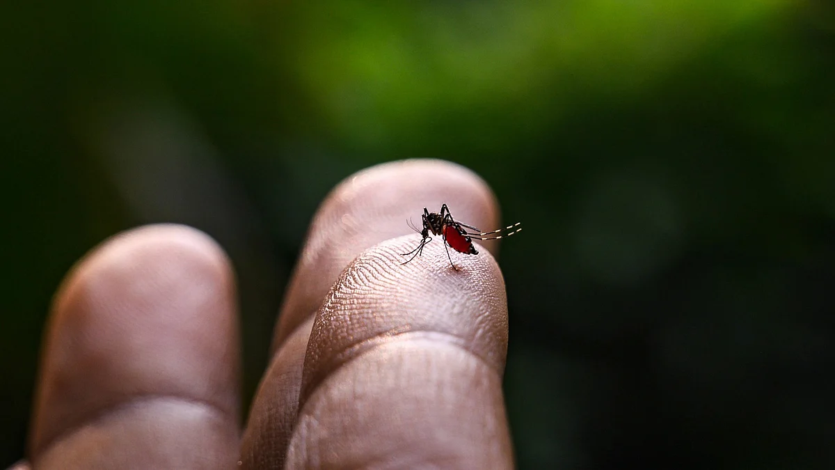 Representative image of a mosquito with its belly full of blood on a human hand. Spread by mosquitoes, dengue has affected at least 351 in Bhagalpur and 318 in Patna recently (photo: Soumyabrata Roy/NurPhoto via Getty Images)