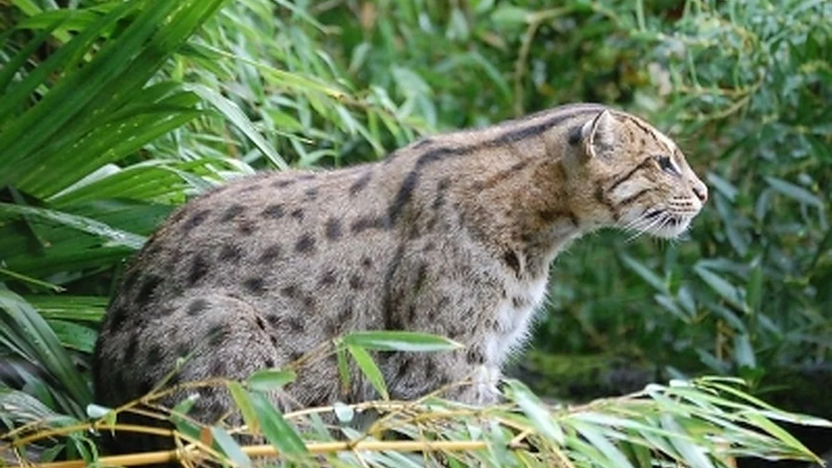 Fishing cats in West Bengal (Photo: IANS)