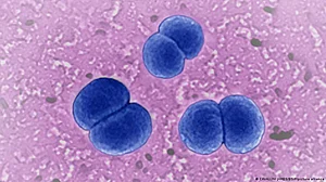 Bacteria store memories and pass them on for generations: Study