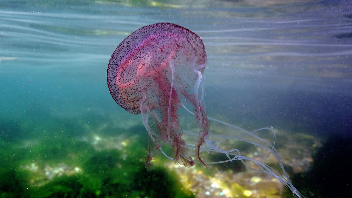 Devoid of 'brain', jellyfish can still learn from past experiences: Study