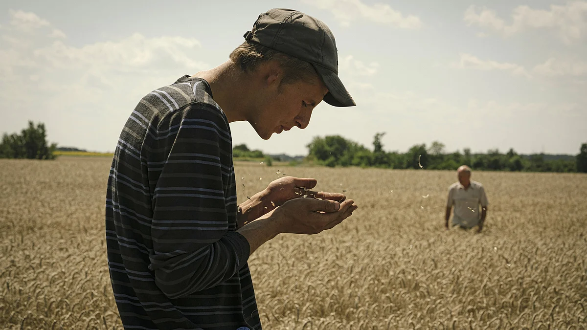 A farm worker checks grain moisture content during the summer wheat harvest in the Fastiv district of Kyiv region, Ukraine (photo: Andrew Kravchenko/Bloomberg via Getty Images)