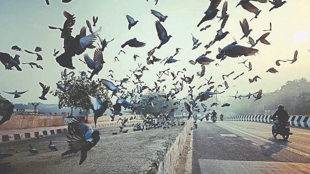 Dilli Diary: Do queer people age differently?