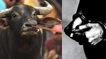 An FIR was filed in 1965 regarding the theft of two buffaloes and one calf (Photo: IANS)