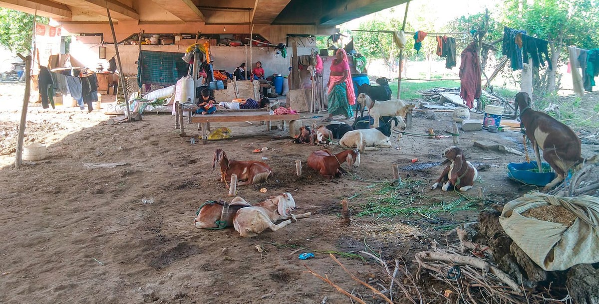 The makeshift homes of Bela Esate residents under Geeta Colony flyover. Families raise goats for domestic consumption, and many were lost in the flood (photo: Shalini Singh for PARI)