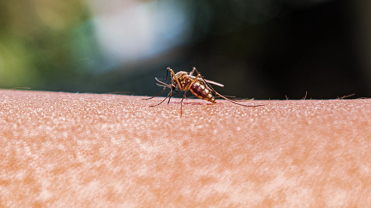 Representative image of a mosquito (Photo: Getty Images)