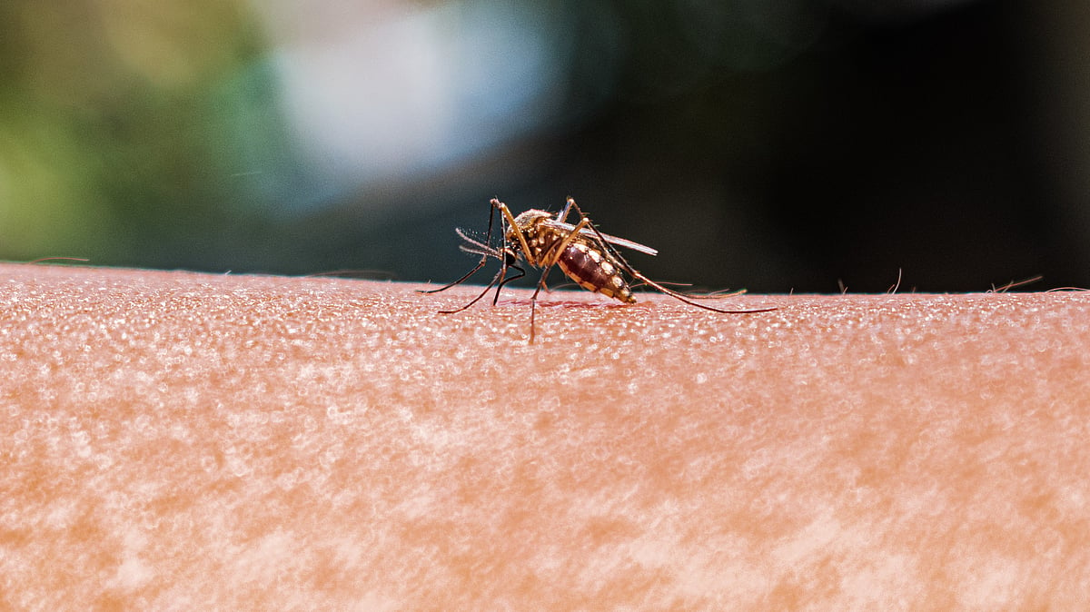 Representative image. The state capital reported 15 fresh dengue cases in the past 24 hours. (Photo by Soumyabrata Roy/NurPhoto via Getty Images)