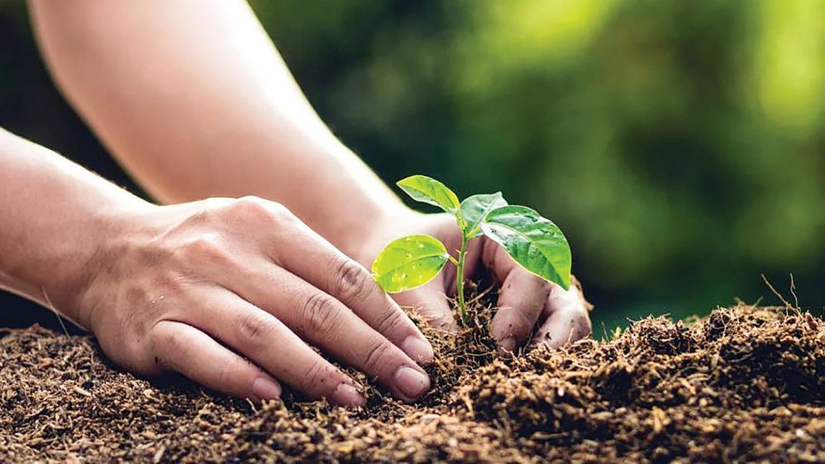 Representative image of a seedling being carefully transplanted