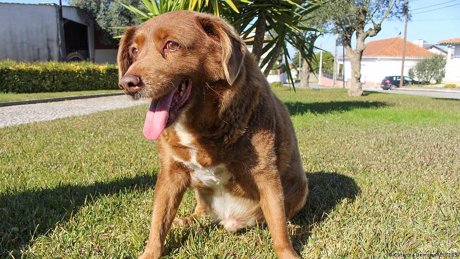 Bobi was declared the world's oldest dog in February (photo: DW)