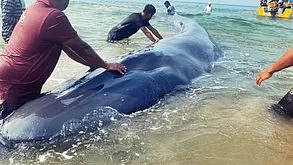 Whale calf pushed back into Arabian Sea after 40-hr effort as onlookers cheer