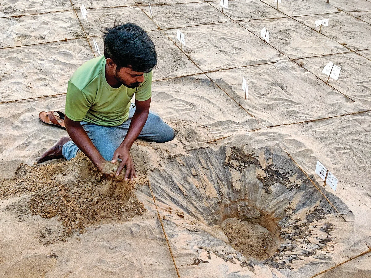 guard at the Sagar Nagar hatchery digs a hole to bury the turtle eggs for hatching.