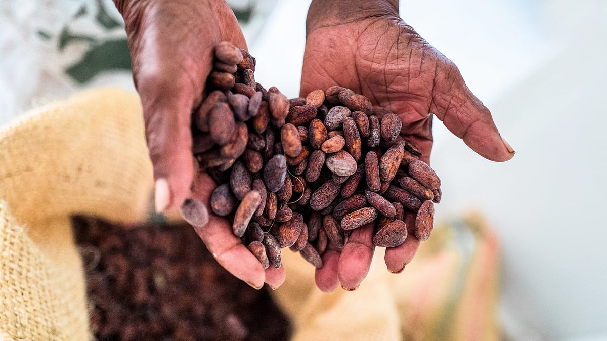 Cocoa prices surge past $4,000/tonne in New York, highest since 1978