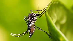 Climate change pushes dengue into new frontiers across India