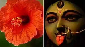 Red hibiscus prices skyrocket ahead of Kali Puja festival in West Bengal